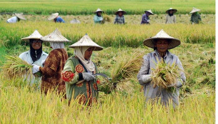 Standar FAO, Indonesia Telah Berhasil Capai Swasembada Pangan